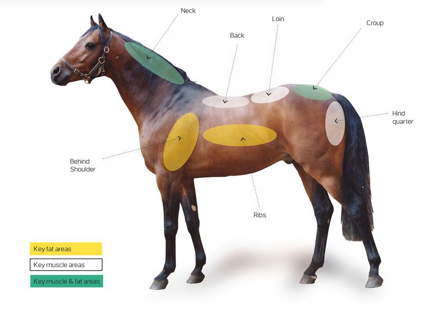 Know How To Score Horse Body Condition